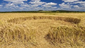 Crop Circle Flap Unfolding in France