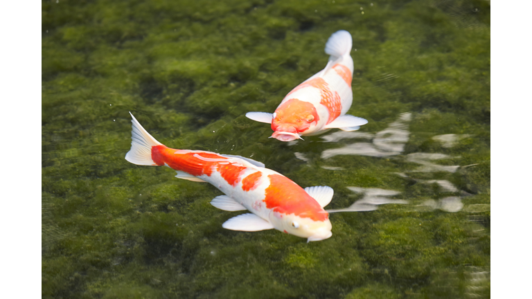 Pair of Koi carp in the Koraku-en garden