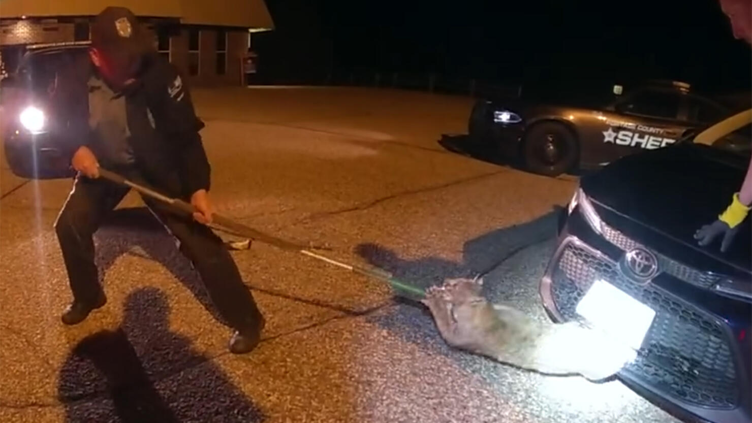 Deputies remove bobcat from car