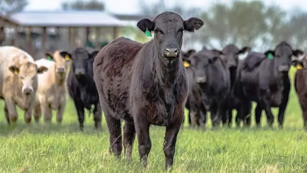 Series of Mysterious Cattle Mutilations Being Investigated in Texas