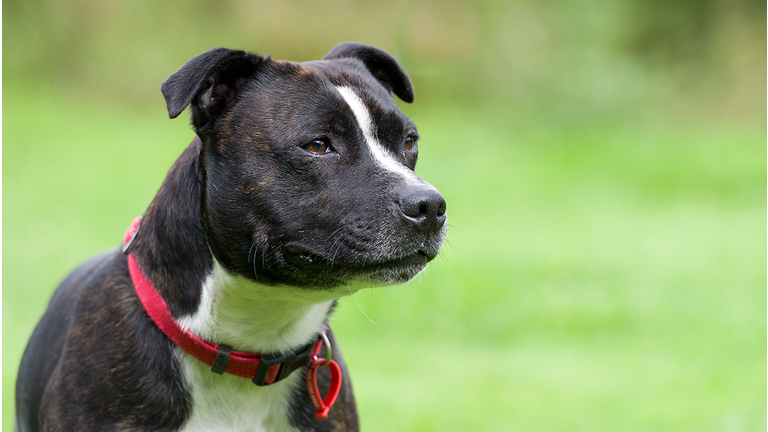 If You See a Dog with a Red Collar, This Is What It Means