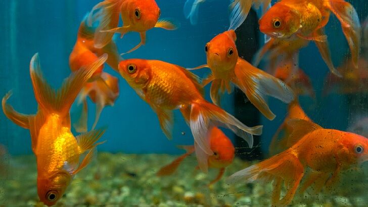 80 Stolen Goldfish Mysteriously Returned to Pond in Germany