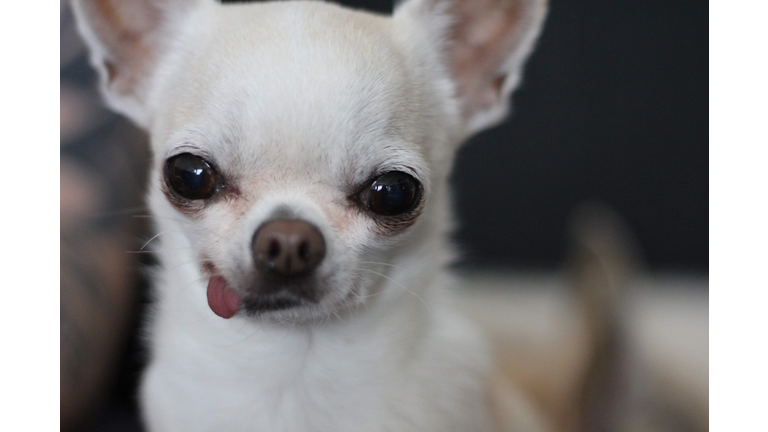 Cookie The Chihuahua