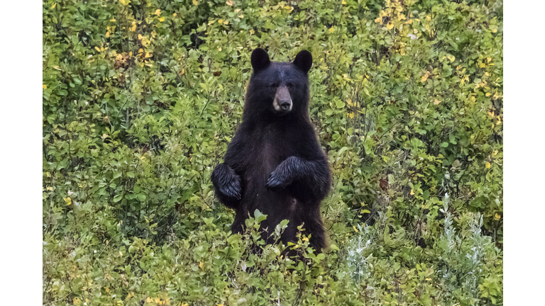 Black bear, Waterton Lakes National Park