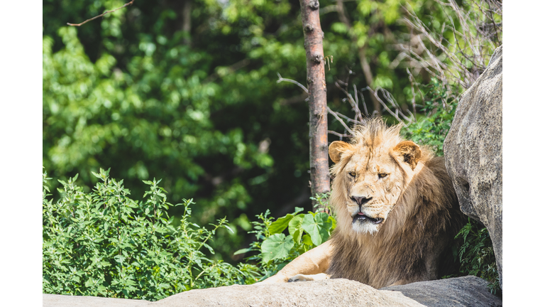 Henry Doorly Zoo - July 2017