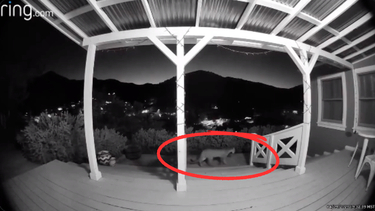 Elusive Mountain Lion Caught On Camera Lurking Outside Arizona Home ...