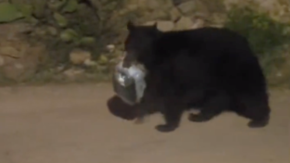 First Black Bear Sighting Of 2023 Confirmed In Southeast Arizona Iheart 9898