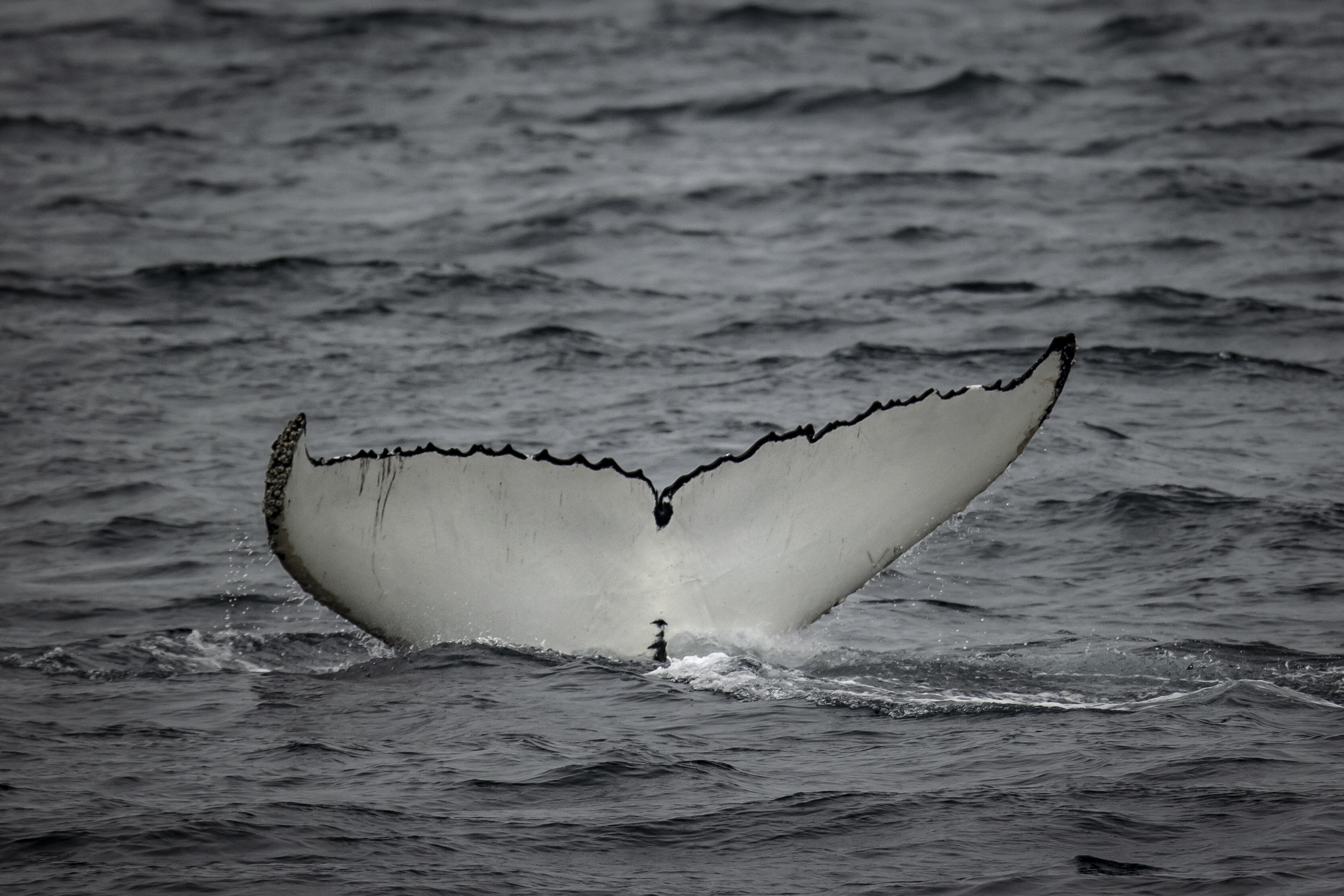 WATCH: 'Extremely Rare' Ghost Whale Spotted Off California Coast | IHeart