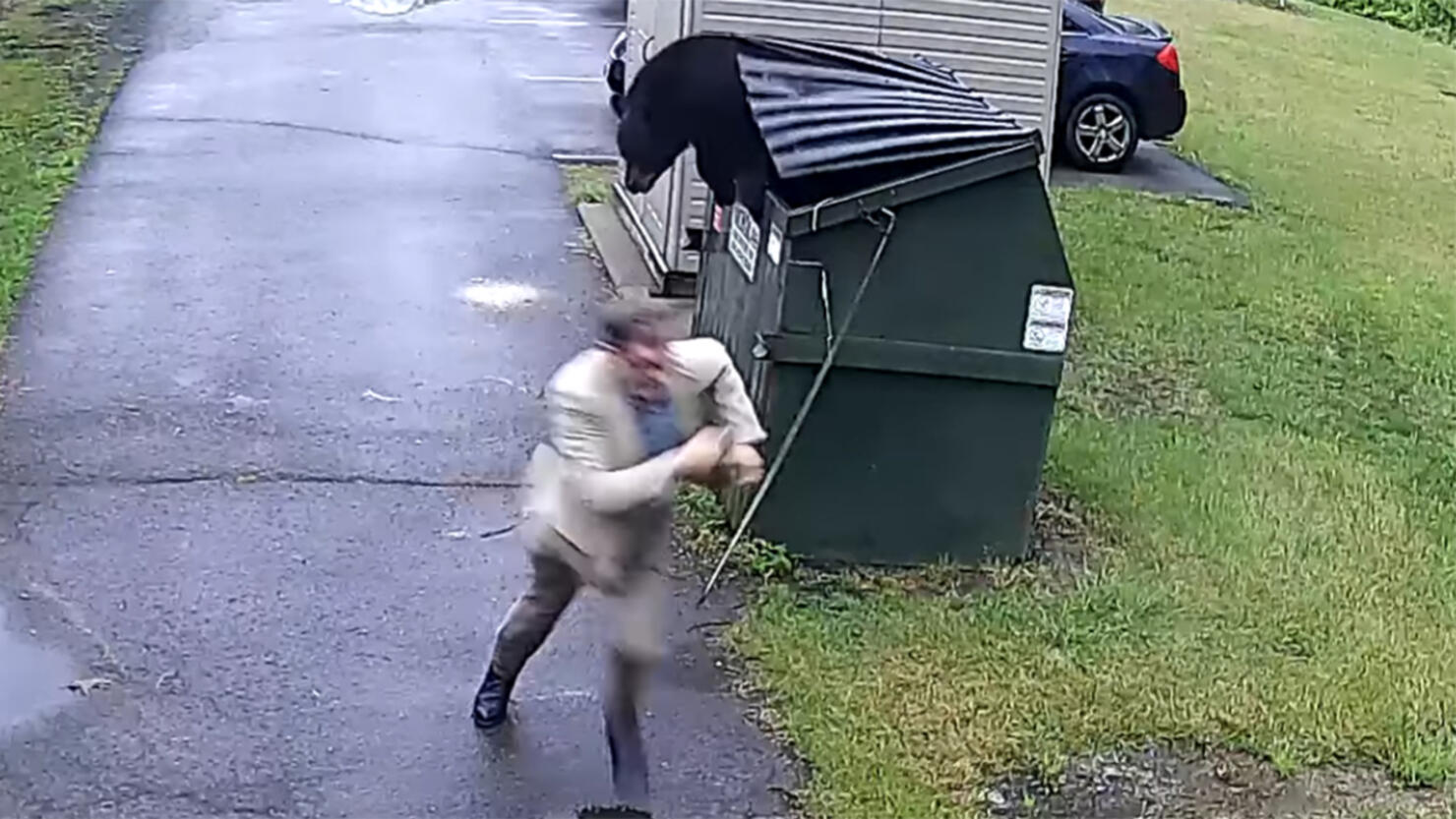 a bear was found hiding in a dumpster
