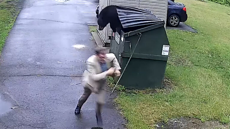 a bear was found hiding in a dumpster