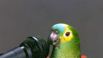 Parrot's Counting Skills Are Awesome, And A Bit Cruel!