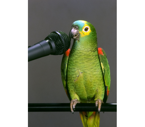 Brazilian parrot talking into the microphone on gray background.