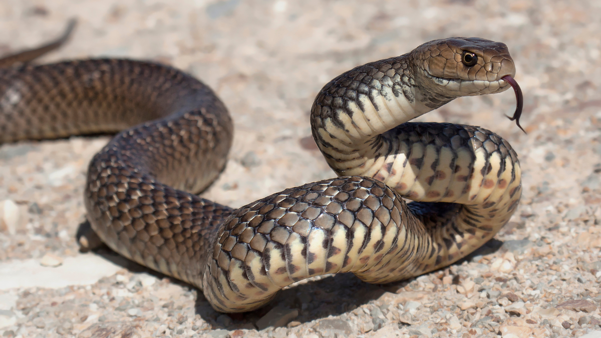 Texas Zoo Releases One Of The World's Rarest Snake Species Into The ...