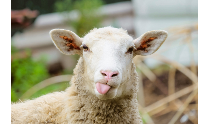 Funny sheep. Portrait of sheep showing tongue.