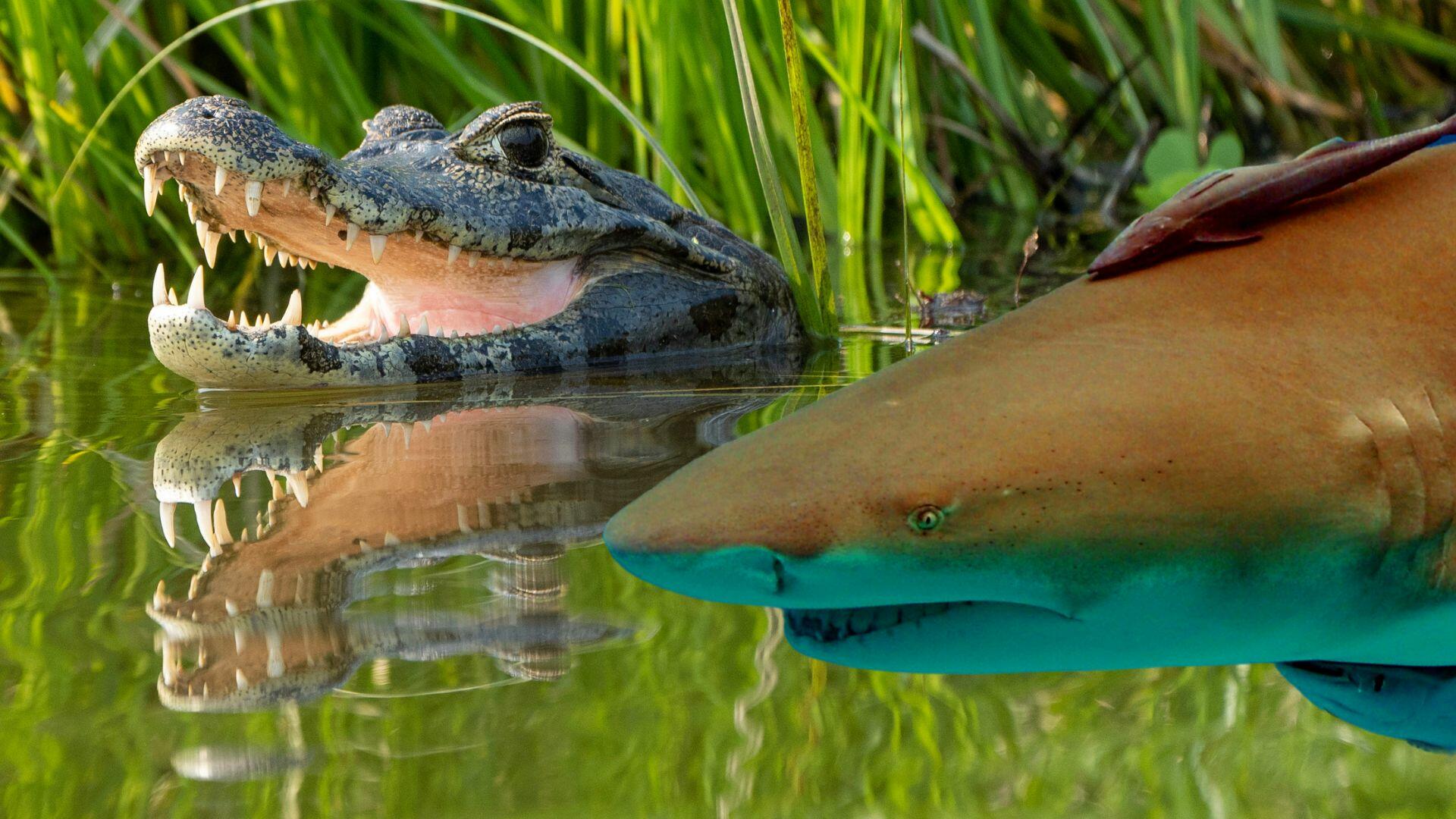 Viral Tiktok Shows Huge Sharks Surrounding Alligator In Florida Iheart
