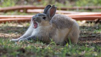 Video: Strangely Aggressive Rabbit Terrorizes Iowa Neighborhood