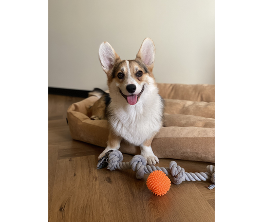corgi dog with his toys: a rope and an orange ball