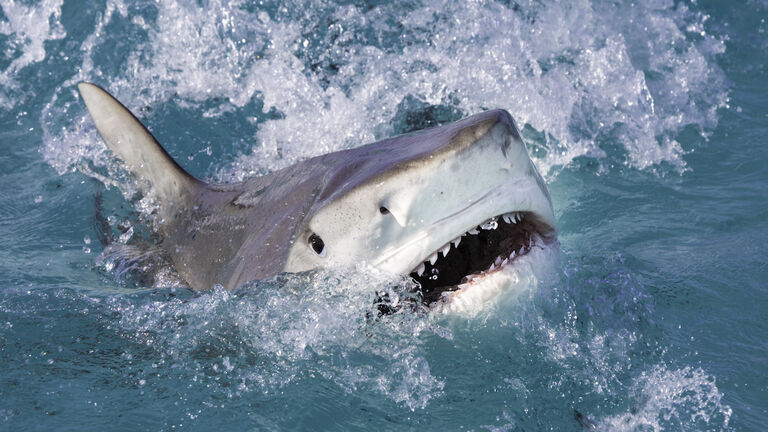 Tiger Shark Attacks at the Surface