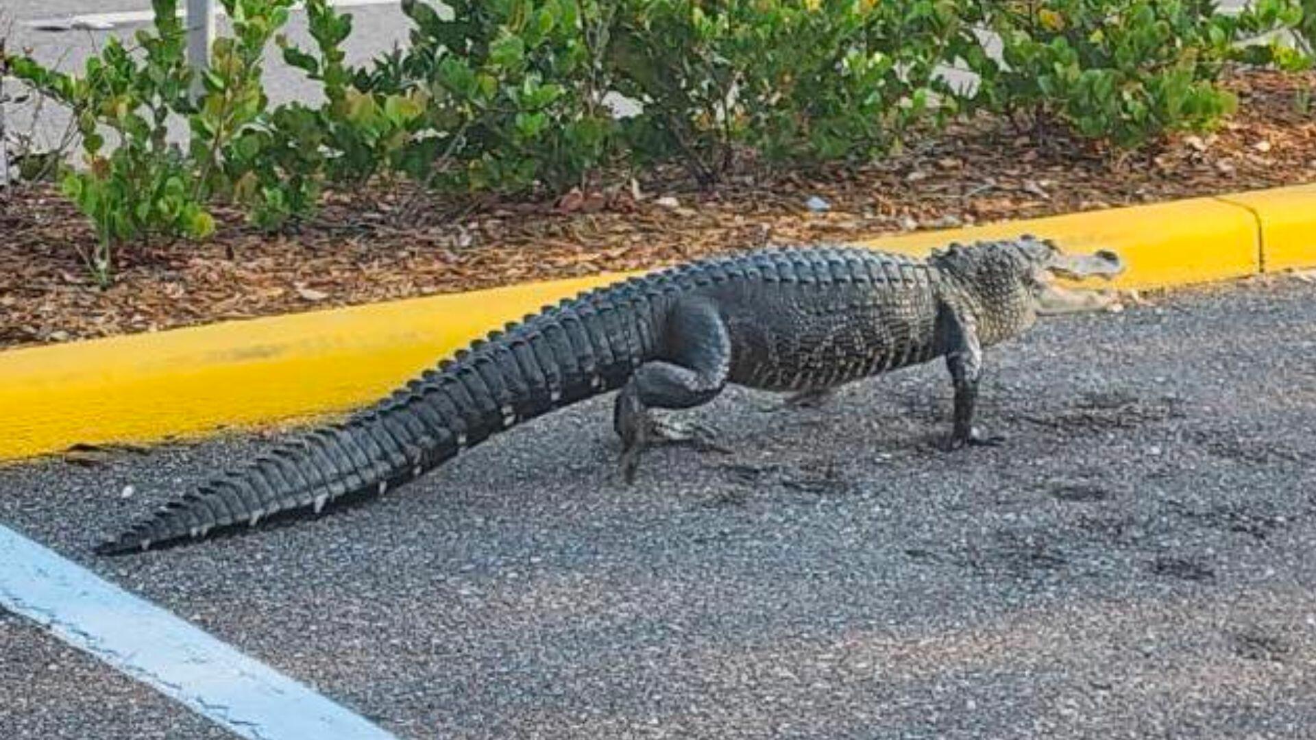 Huge Alligator Spotted Roaming Near Florida Publix Iheart 