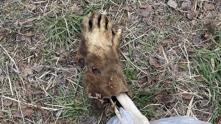 Sasquatch Foot Found in Canada?