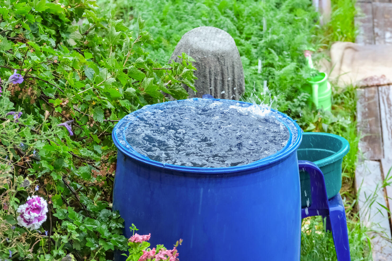 A blue barrel for collecting rainwater. Collecting rainwater in plastic container. Collecting rainwater for watering the garden. Ecological collection of water for crop irrigation.