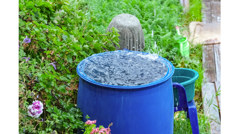 A blue barrel for collecting rainwater. Collecting rainwater in plastic container. Collecting rainwater for watering the garden. Ecological collection of water for crop irrigation.
