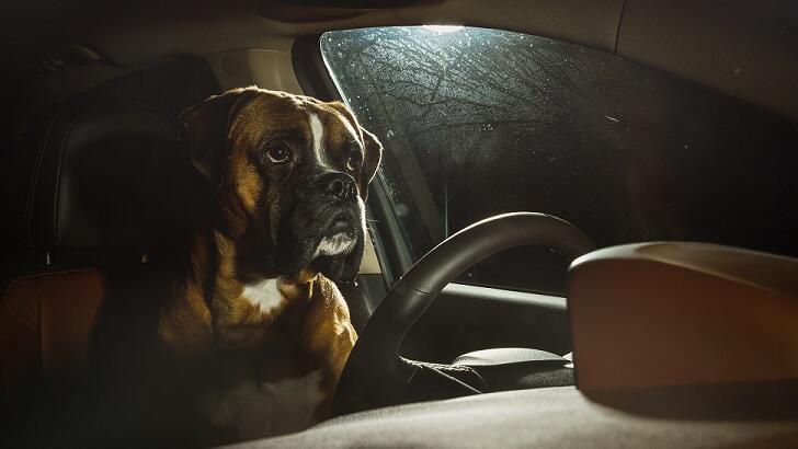 Suspected Drunk Driver Tries To Switch Seats With Dog During Traffic ...