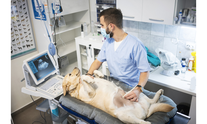 Veterinarian doing ultrasound