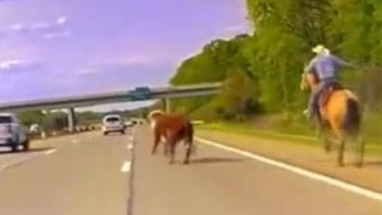 Cowboy lassos runaway cow
