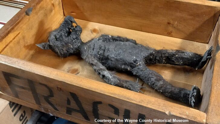 Bizarre 'Rat Boy' Donated to Indiana Museum