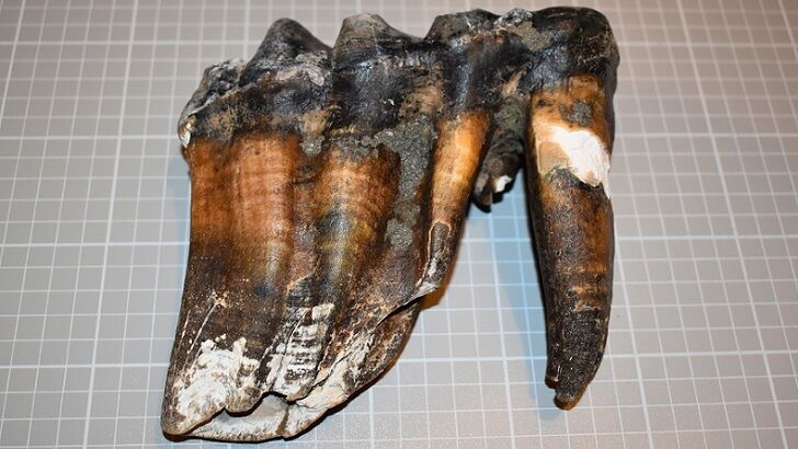 Ancient Mastodon Tooth Discovered, Lost, and Then Found Found Again in California