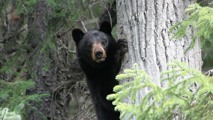 Connecticut Couple Accuses Government of Sending 'Spy Bear' to Film Their Property