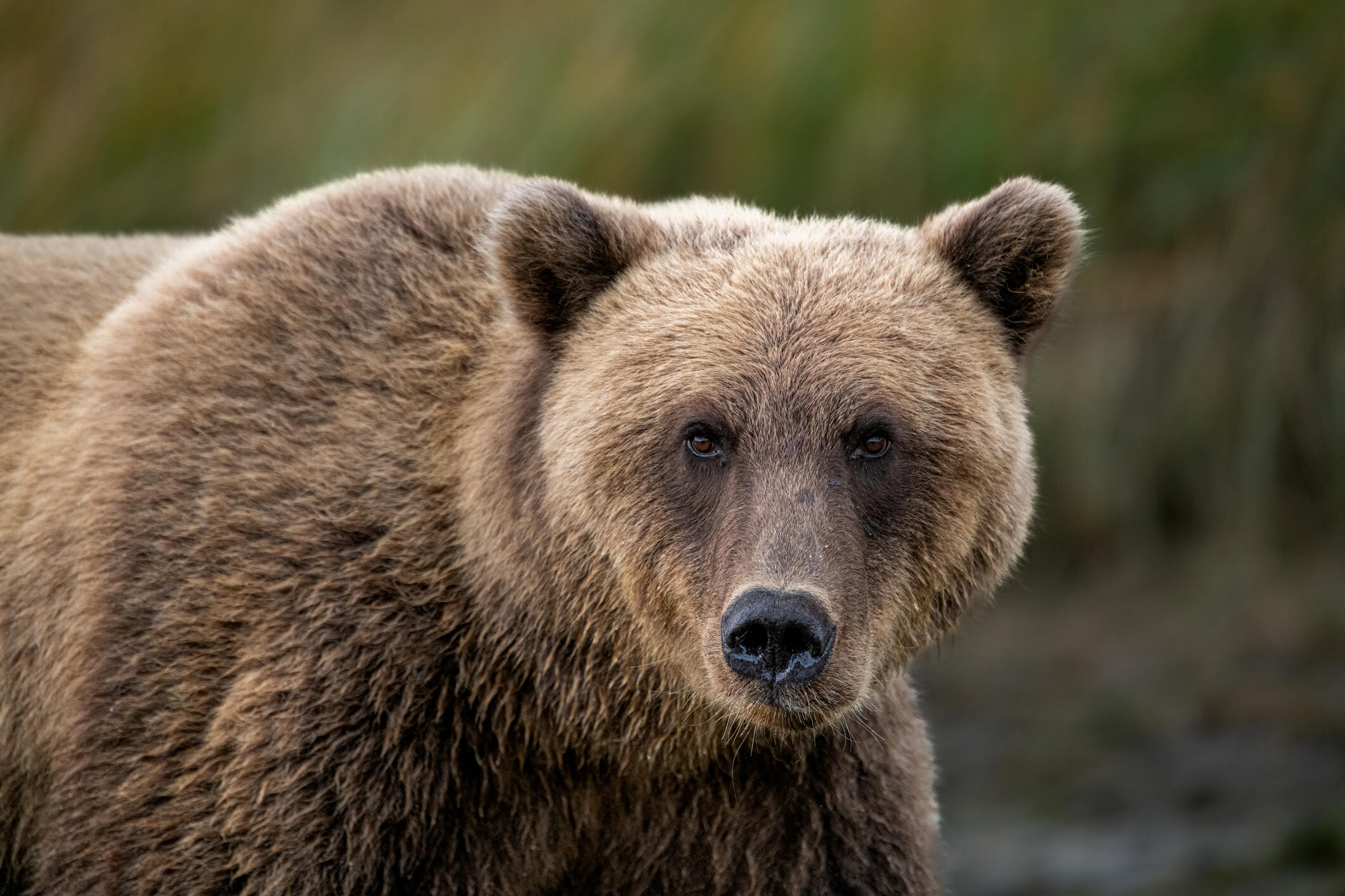 Illinois Police Warn Of Possible Bear On The Loose | iHeart