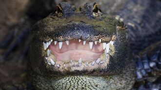 Video: Alligator Tries to Eat Game Camera