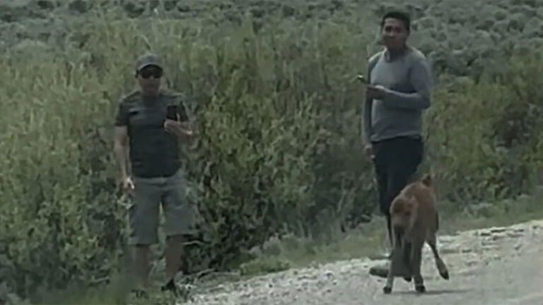 Two men wanted for allegedly harassing a bison calf