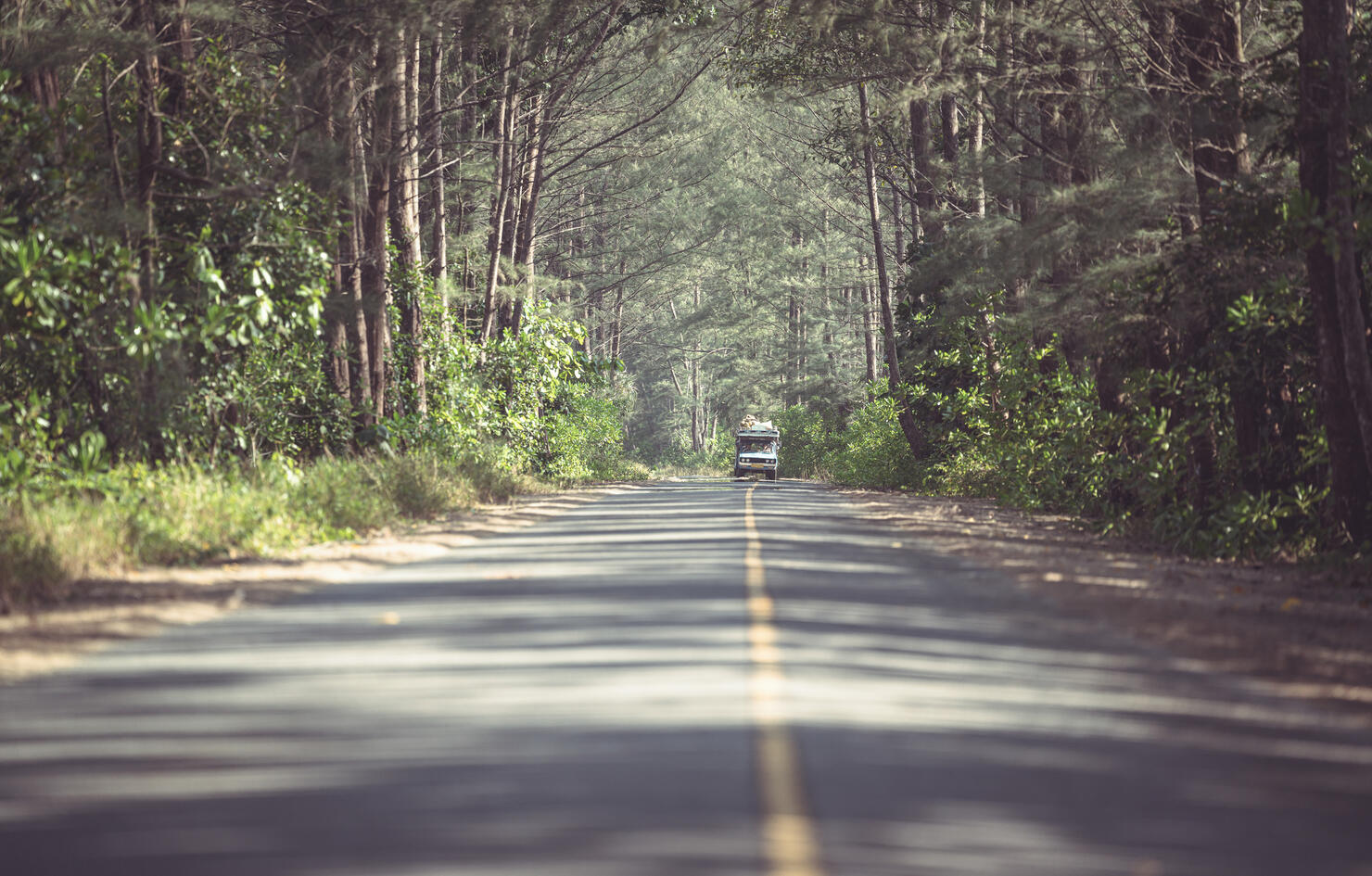 A car in the Tree Tunnel