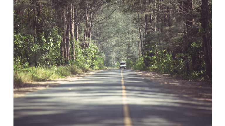 A car in the Tree Tunnel