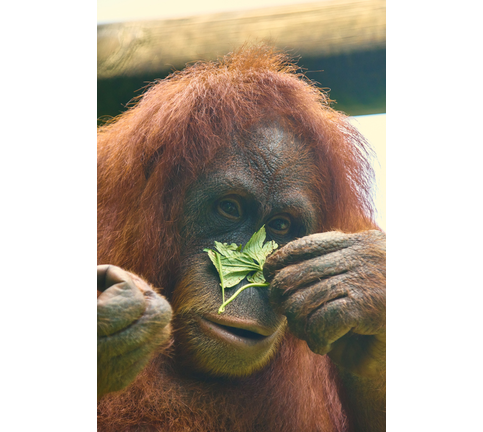 Female orangutan portrait flirting with camera