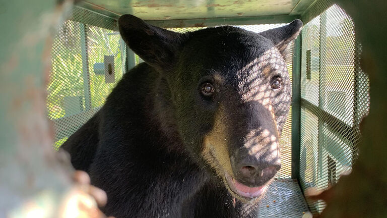 Bear captured at Tampa International Airport