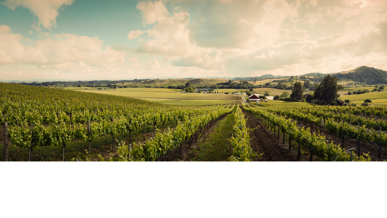 Wine vineyard shoot in Sonoma on a sunny day