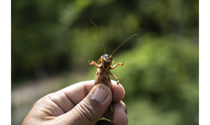 Closeup cricket In a naturally cultured farm at thailand,  Cricket farming of Thai farmers.