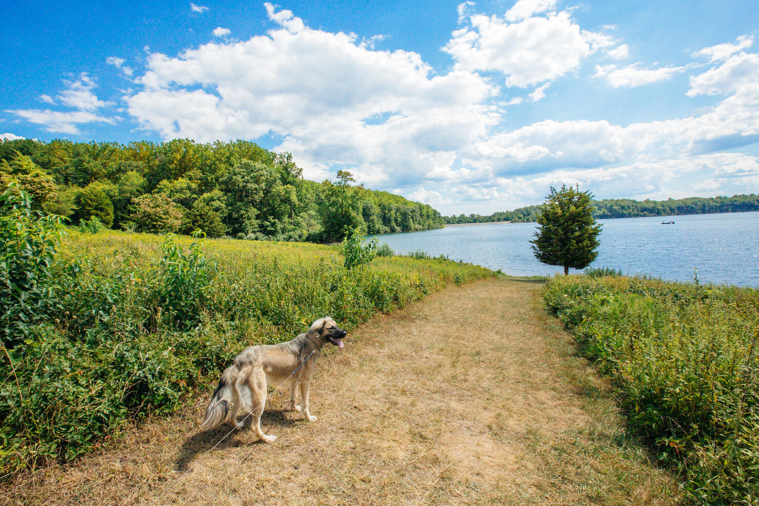 Hiking with Dog on Nature Trail Footpath Near Scenic Lake