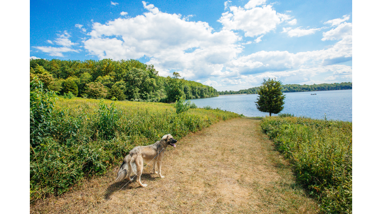 Hiking with Dog on Nature Trail Footpath Near Scenic Lake