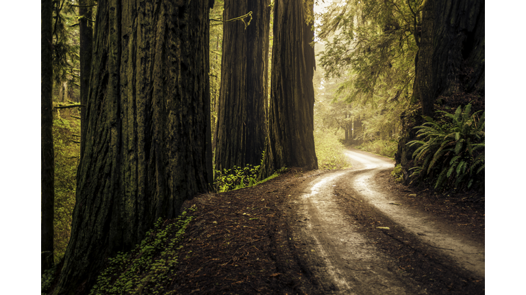 Howland Hill Road, California.