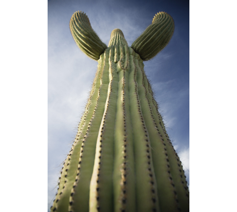 Saguaro cactus low angle view