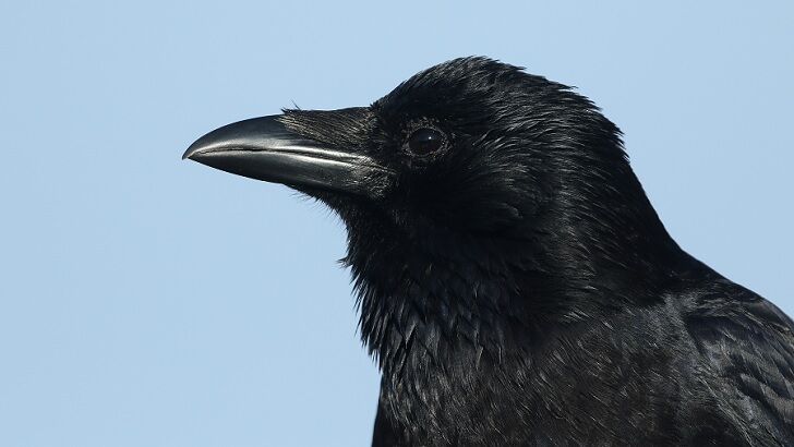 Crow Spawns Murder Investigation After Bringing Two Human Fingers to Gas Station