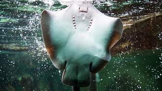 Ever see the Mobula Ray breach like a shark?