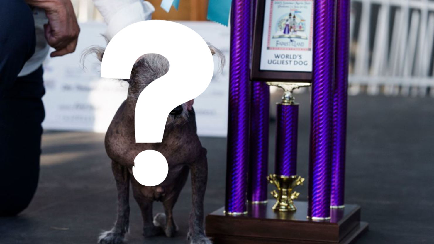 photos-california-contest-crowns-world-s-ugliest-dog-iheart