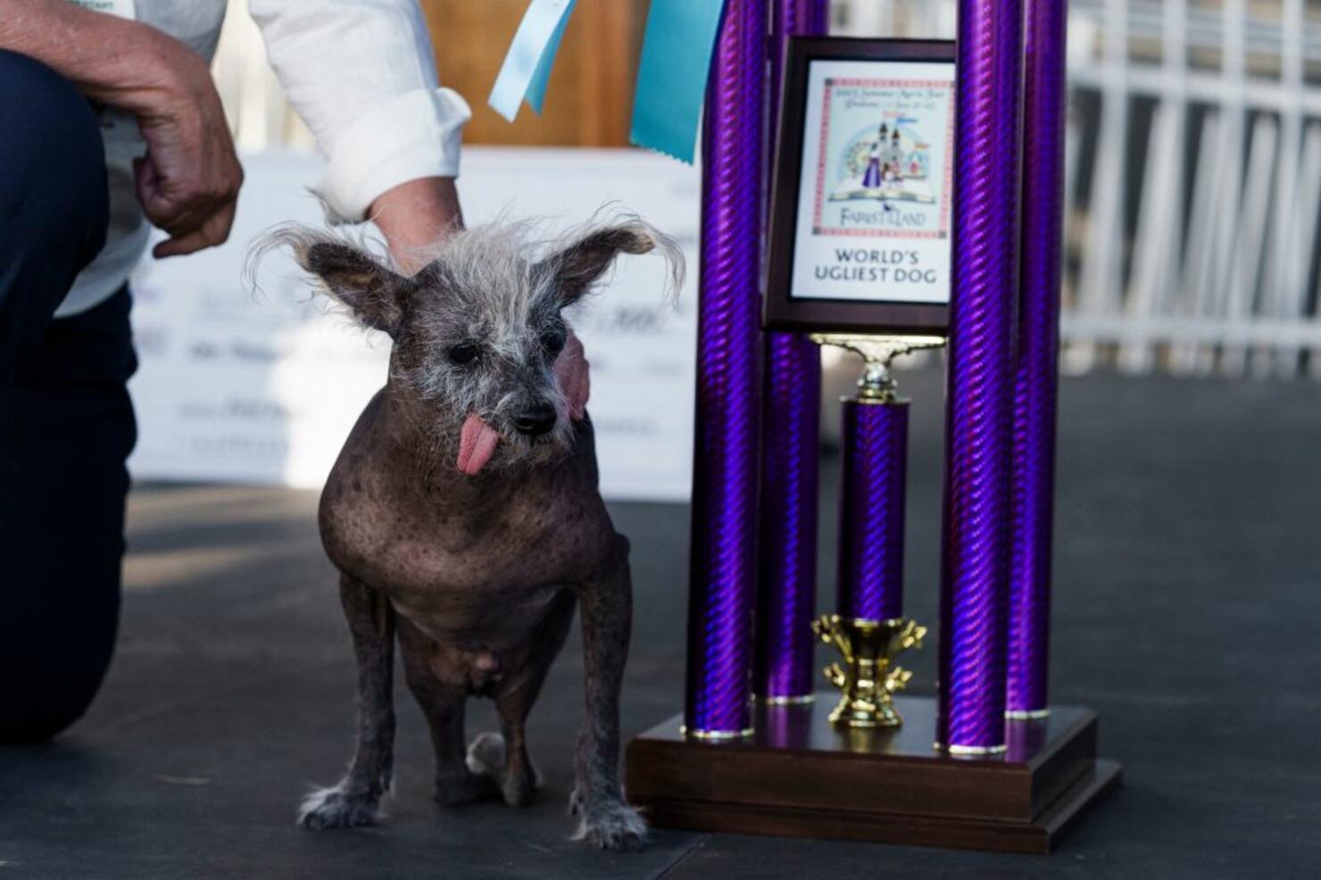 US-ANIMAL-DOG