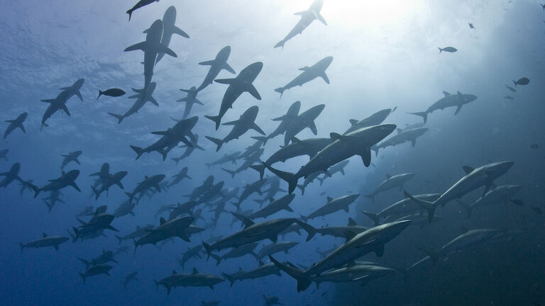 Scuba diver approaching a large school of silky sharks (Carcharhinus falciformis), Roca Partida, Revillagigedo, Mexico